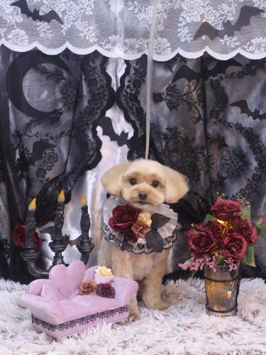 20231020ショコラくん